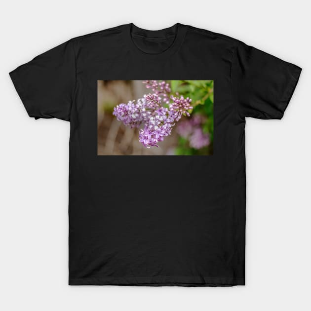 Lilac T-Shirt by Bevlyn